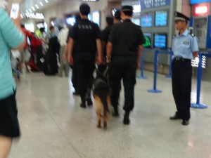 上海浦東国際空港の警察犬
